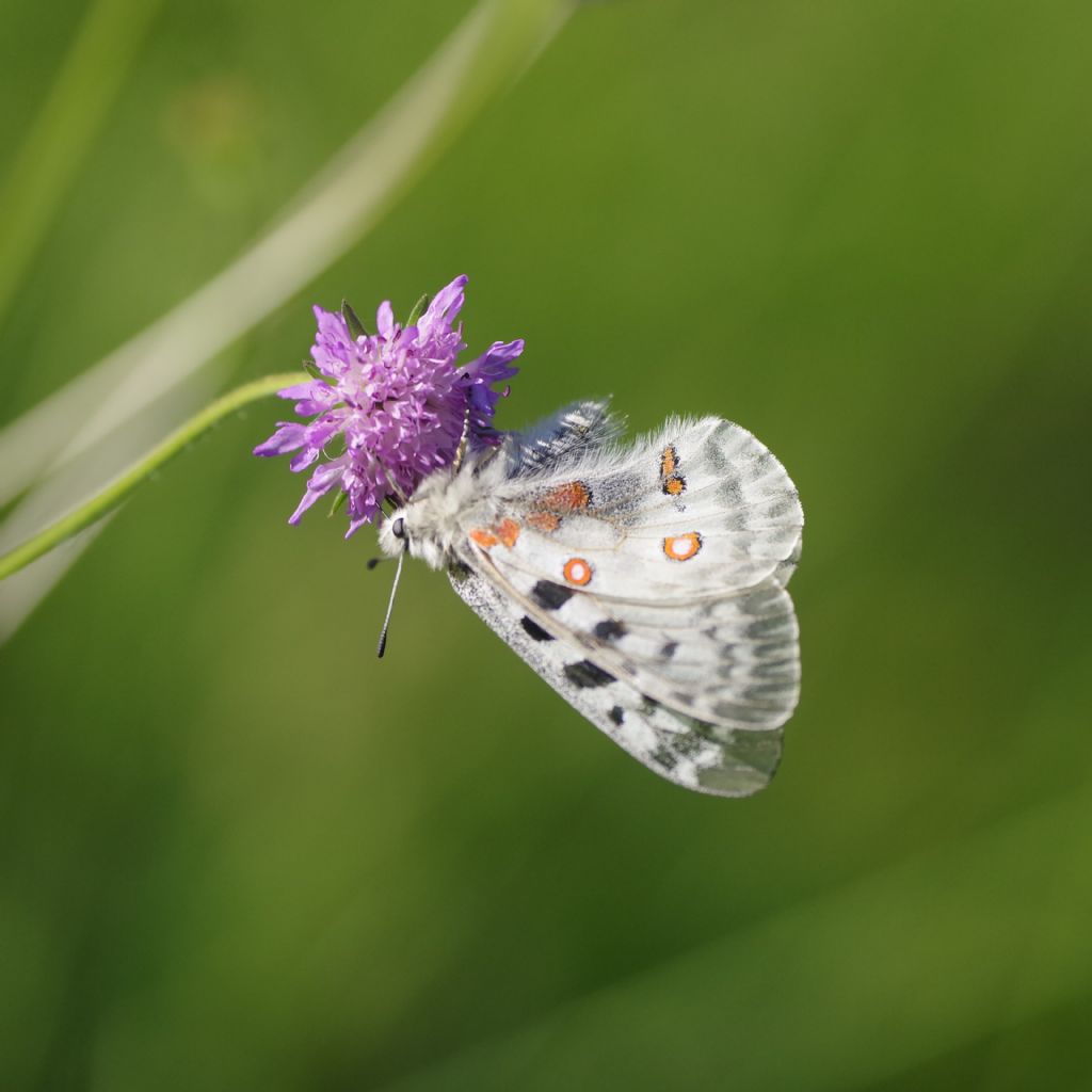 Parnassius apollo